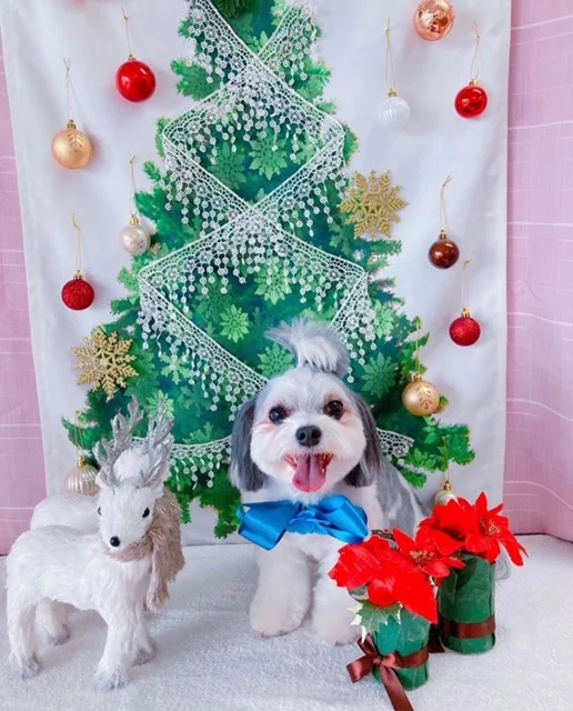 チワワとマルチーズのミックス犬・太郎君がクリスマスをお祝いしている様子
