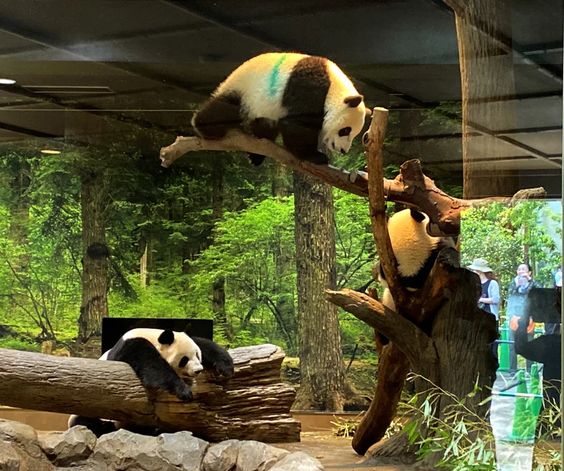 【パンダ親子観覧】とにかくかわいい！上野動物園で最高の癒し時間♡