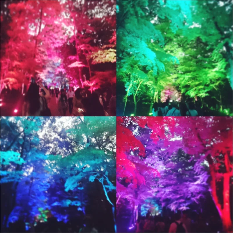 8/31まで‼ teamLabによる光の祭 in Kyoto