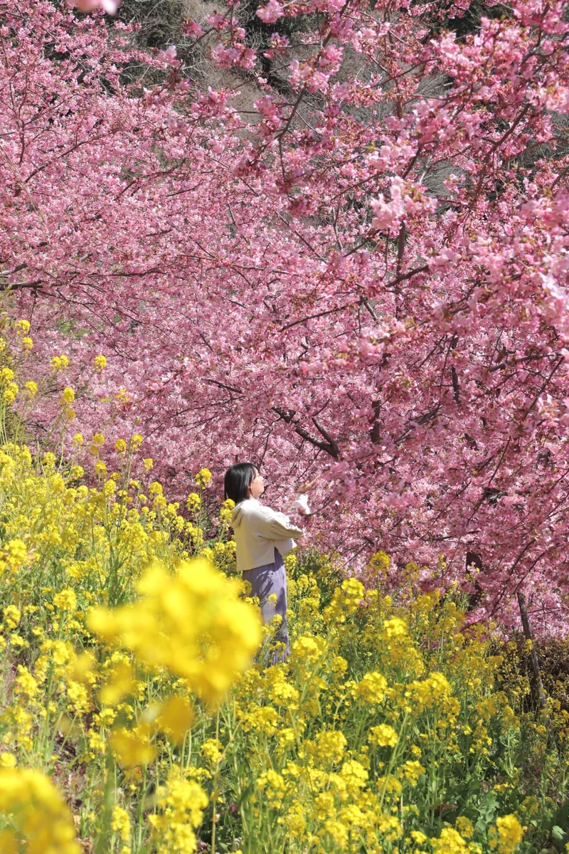【すでに春満開】いま行きたい八重桜、梅、菜の花のコラボレーションスポット