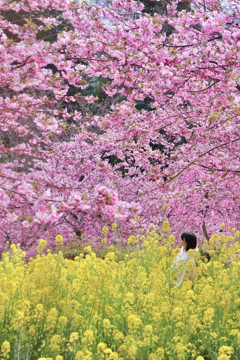 お花見スポットとしておすすめなあぐりパーク嵯峨山苑