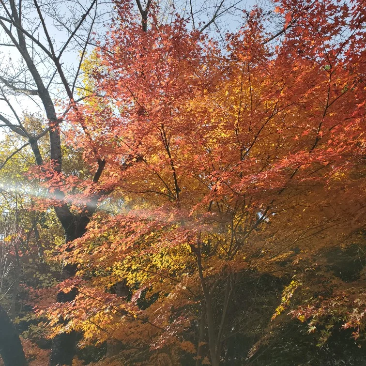【女子旅におすすめ】兵庫県　紅葉と食べ歩き・温泉を楽しめる有馬温泉街☆