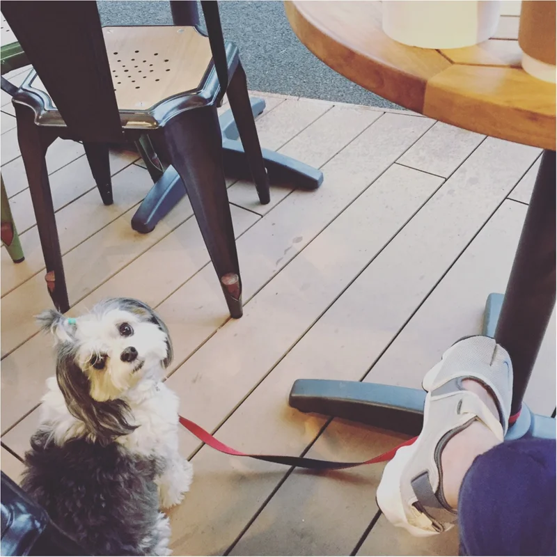 【今日のわんこ】ママと一緒に♡　太郎くんはオープンカフェでリラックスタイム中