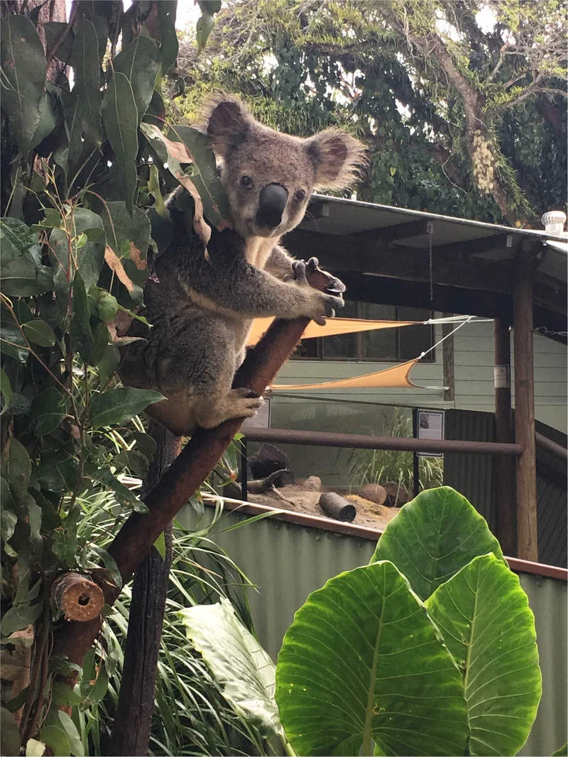 Cairns Australia♡夏休みの画像_5