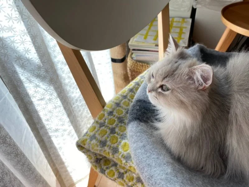 椅子から外を眺める猫・ココンちゃん