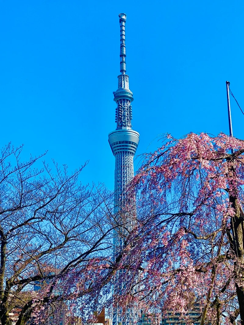 【隅田公園】お花見絶景スポット発見！《桜の画像_3