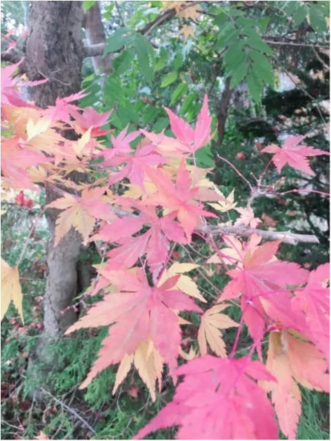 紅葉シーズン！！到来！！北海道の見頃は終わってしまいましたが…公園にいけば、もう少しだけ秋を感じられそうです♡