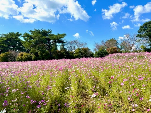 【長崎】インスタ映え間違いなし☆コスモスの画像_2