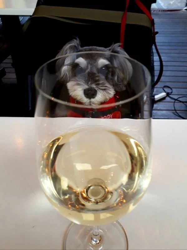 テーブルに置かれた白ワインを見つめる犬・サクラちゃん