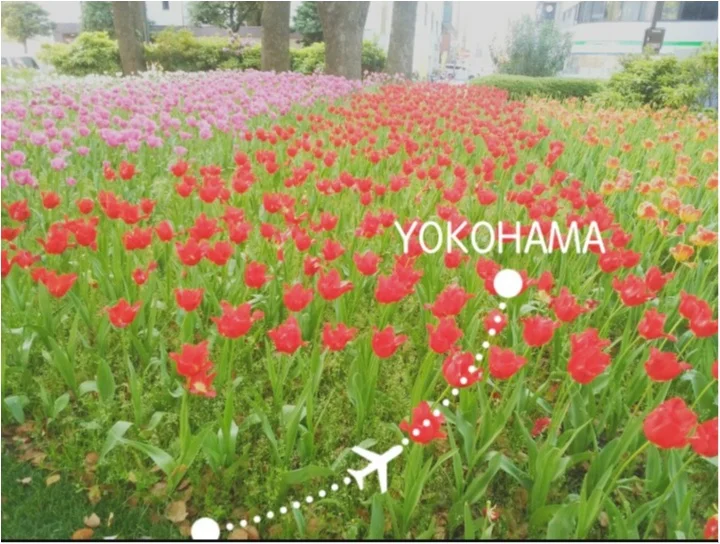 【ＧＷは横浜へ】ドイツビールと！お花を満の画像_1