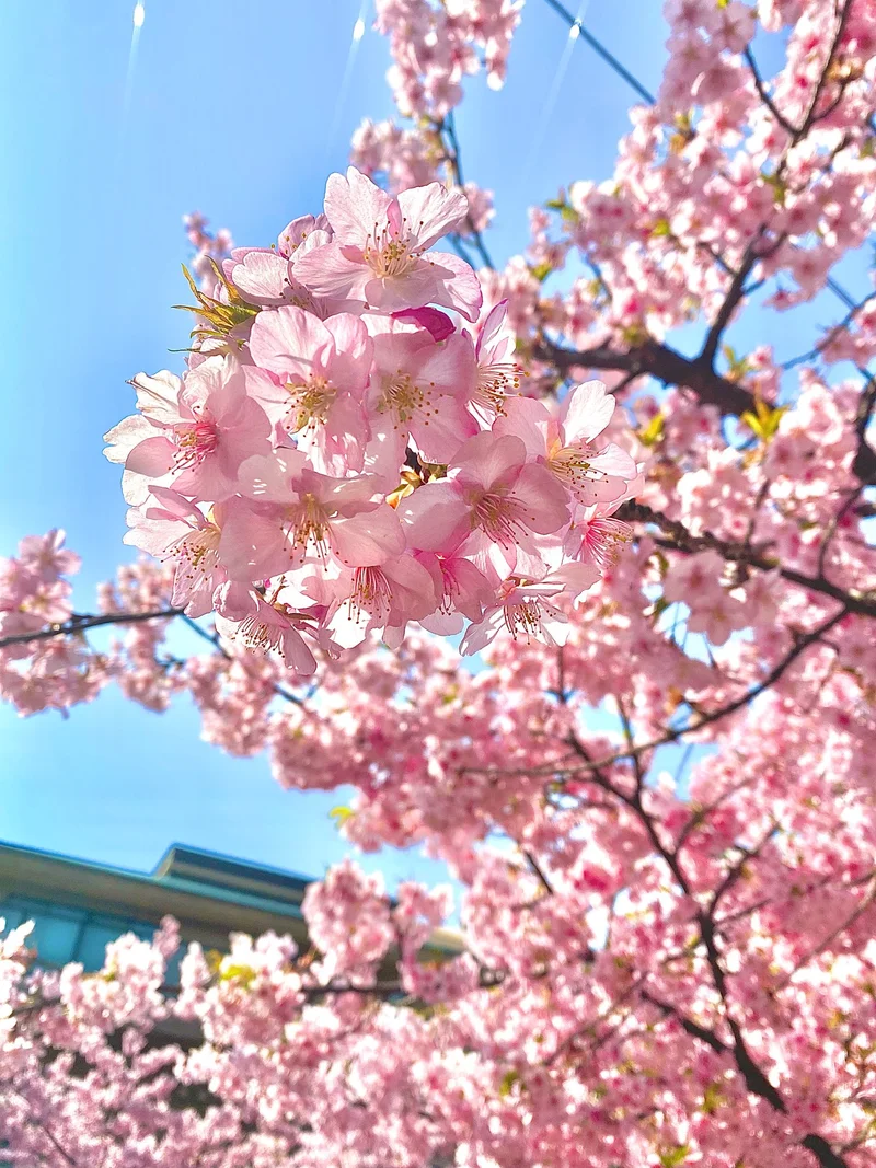 【桜神宮】満開の河津桜を東京で楽しめますの画像_1