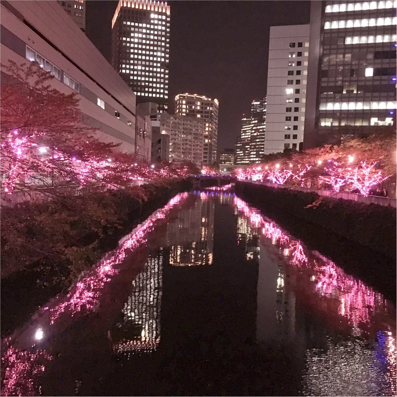 『目黒川』に『冬の桜』が咲きました(*°の画像_2