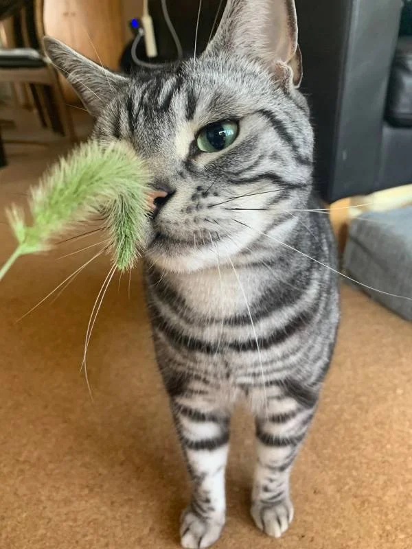 猫じゃらしで遊ぶ猫・ソラくん