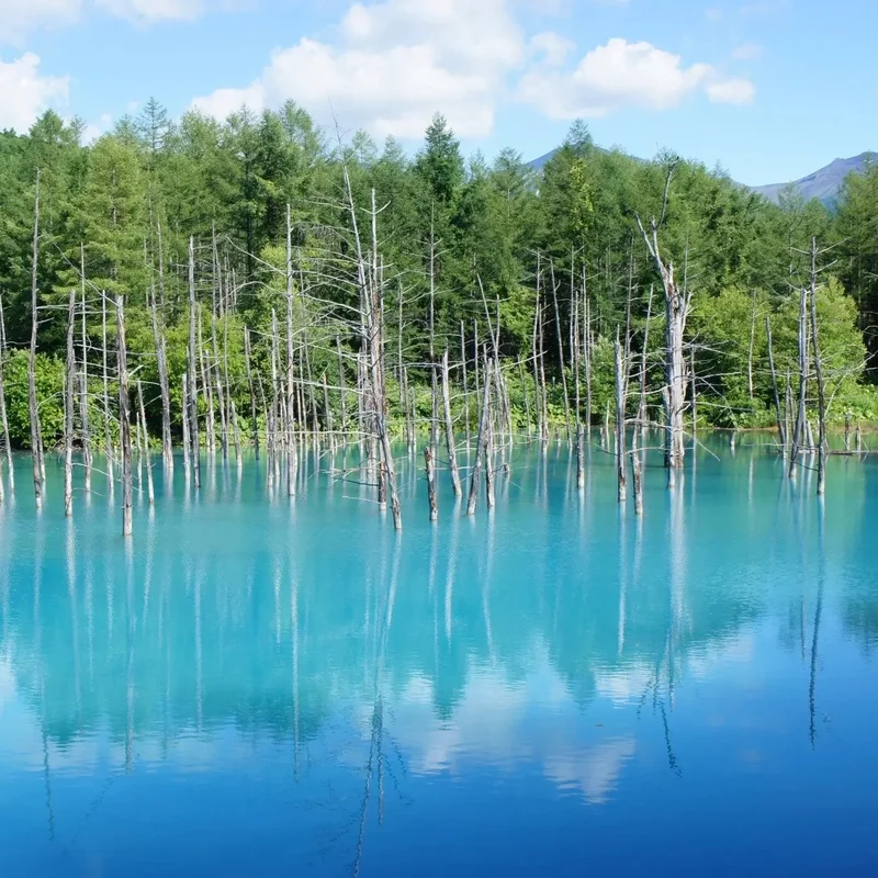 【女子旅におすすめ】北海道・美瑛の一度は見たい絶景スポット「青い池」