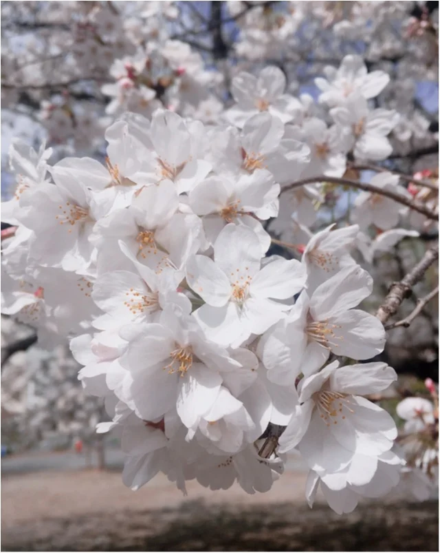 【お花見速報】東京は今週が見頃！？な桜事の画像_6