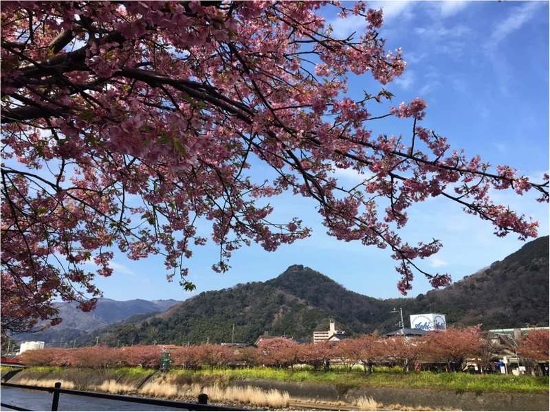 春の訪れを感じに…『河津桜まつり』へ行っの画像_4
