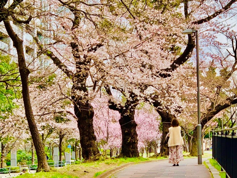 【東京・お花見スポット】全長約2km！飯田橋駅〜市ヶ谷駅の桜並木が綺麗♡