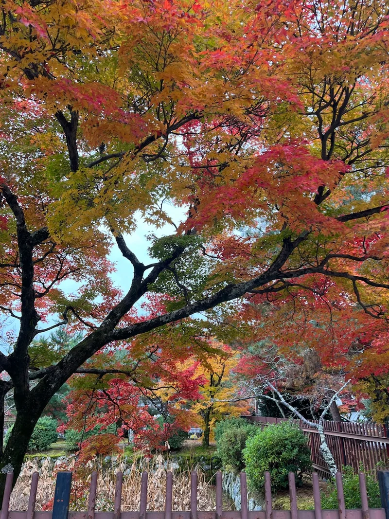 【京都紅葉】嵐山のオススメ紅葉スポット3の画像_4