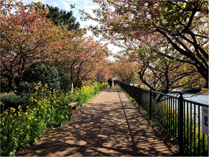春の訪れを感じに…『河津桜まつり』へ行っの画像_3