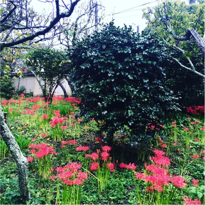 【鎌倉散策】9月10月は彼岸花・萩の季節の画像_4