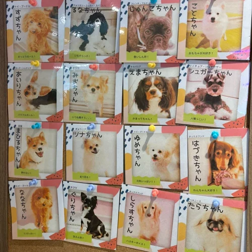複数の犬の写真