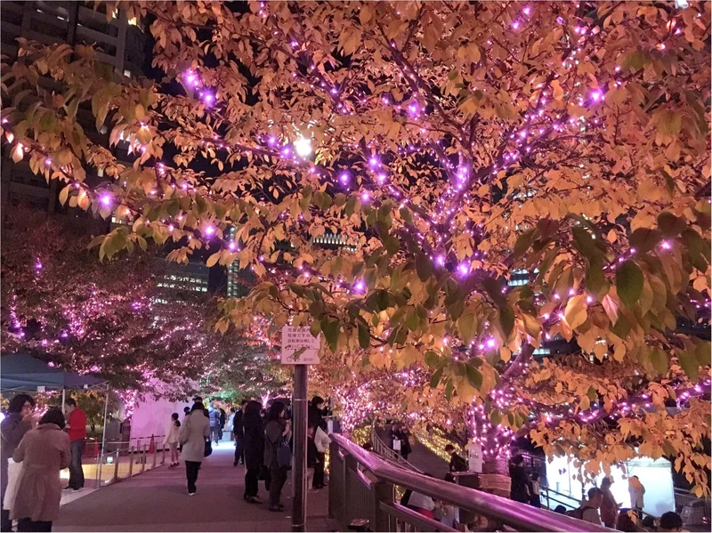 『目黒川』に『冬の桜』が咲きました(*°の画像_3