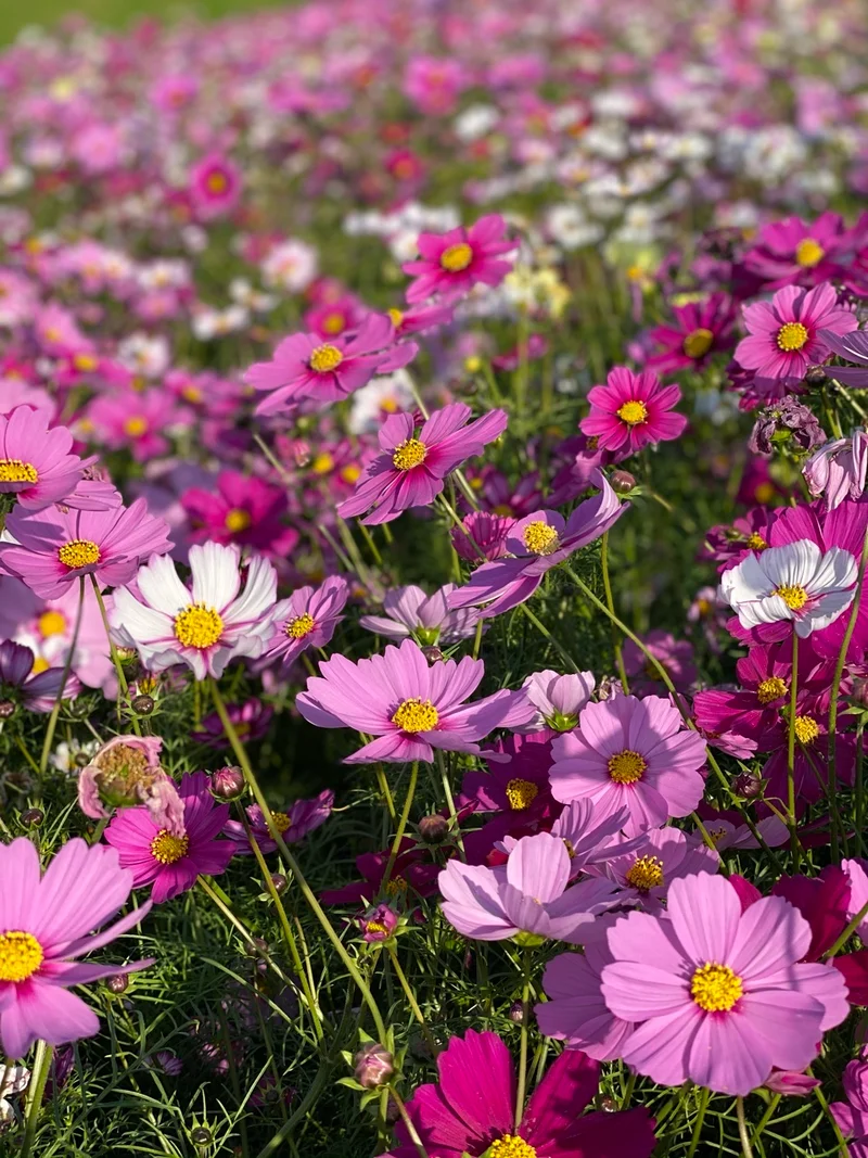 満開のコスモスが見頃】あわじ花さじきへ！ | MORE