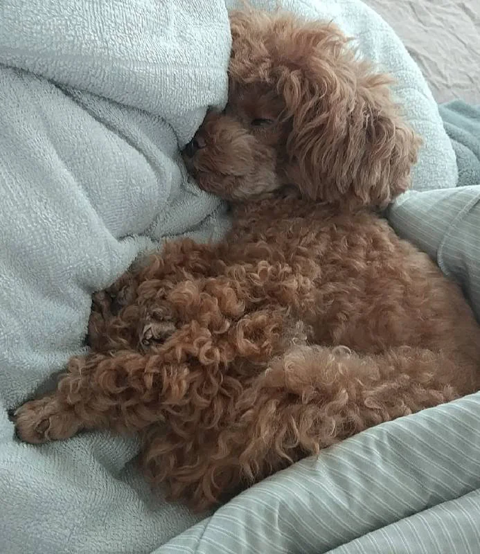 人間のベッドで熟睡中の犬・テテちゃん