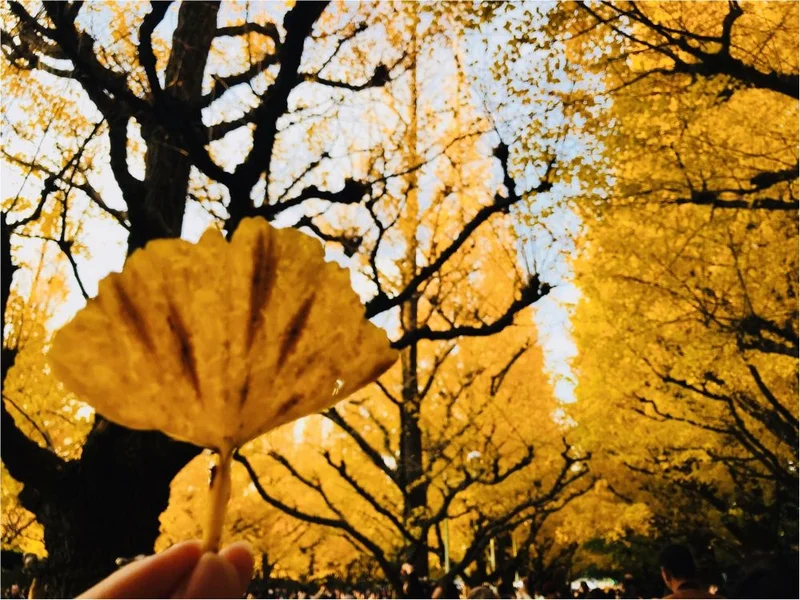 2019年秋に楽しみたい“秋らしいこと”の画像_85