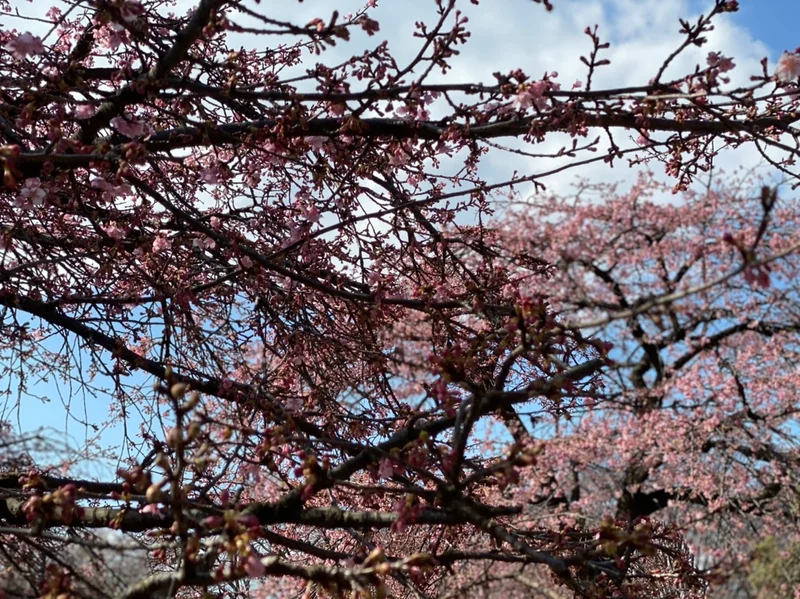 【速報】東京の桜人気スポット！開花状況はの画像_4