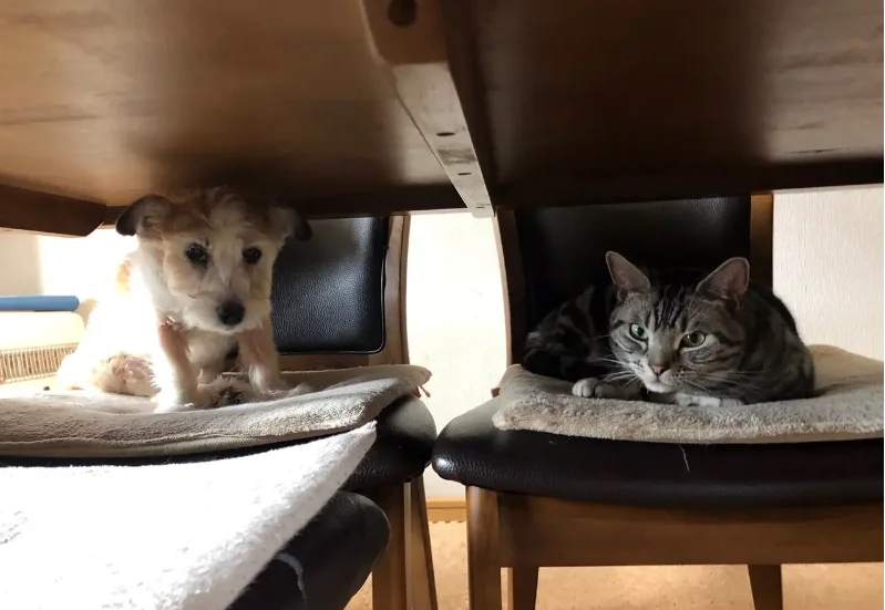 お友達の犬と机の下、椅子の上で話す猫・ソラくん