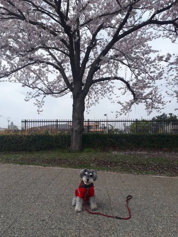 桜の木の下で記念撮影をする犬・サクラちゃん