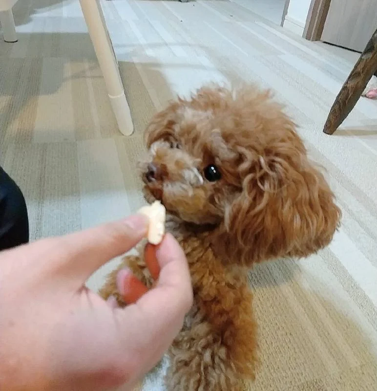 おやつを食べている犬・テテちゃん