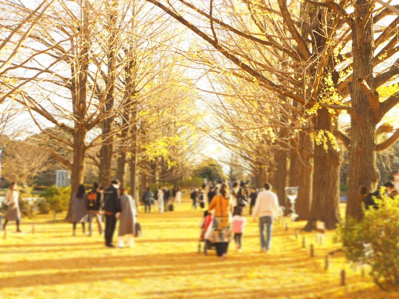 【秋の昭和記念公園】銀杏並木と紅葉サイクの画像_2