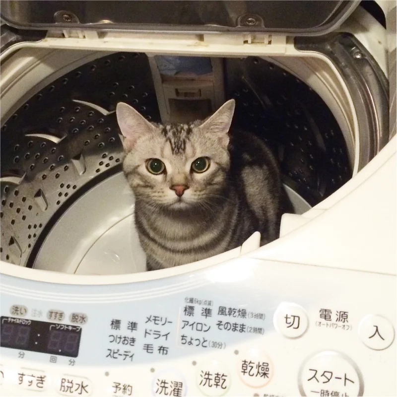 【今日のにゃんこ】ここなら安全!?　アランくん、洗濯機に逃げ込むの巻