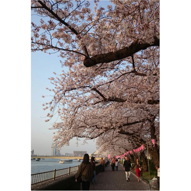 《満開の桜に負けない》Happyなピンクの画像_1