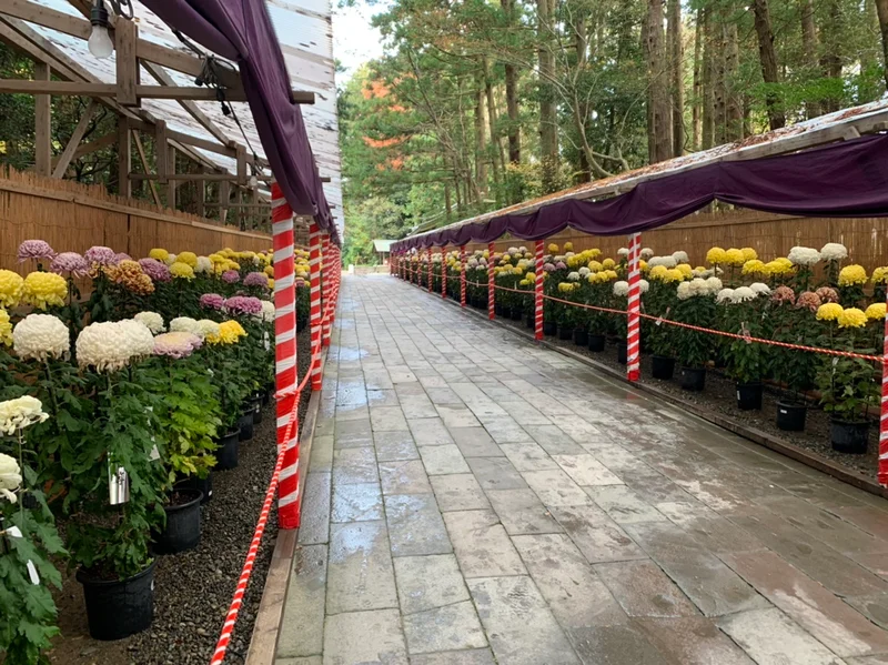 彌彦神社　弥彦菊まつり　弥彦神社