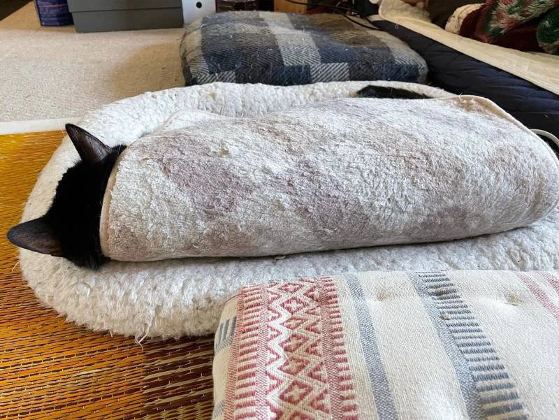 足用のホットカーペットで寝ている猫・ルウくん