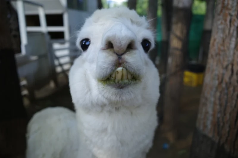 ヘビを首に巻く？！北海道ノースサファリサの画像_4