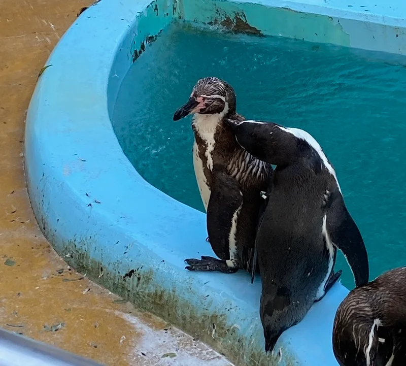 【鹿児島観光】夏限定『夜の動物園』大人デの画像_5