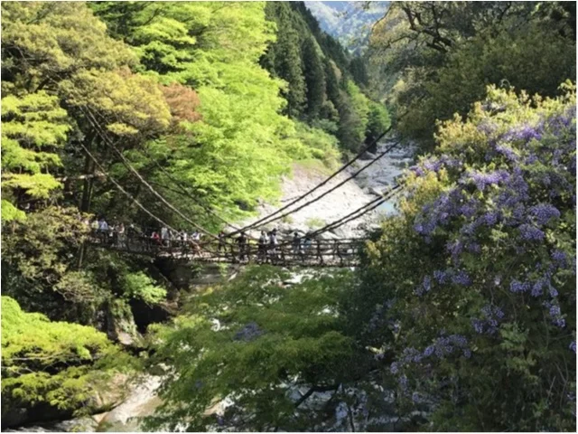 【一度は行きたい日本の絶景】徳島・祖谷のかずら橋