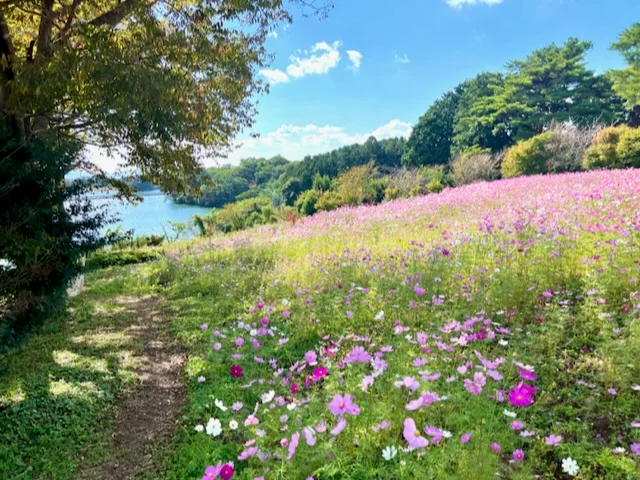 【長崎】インスタ映え間違いなし☆コスモスの画像_4