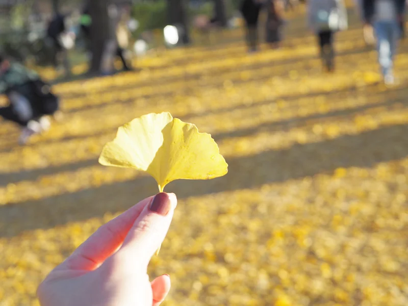 【秋の昭和記念公園】銀杏並木と紅葉サイクの画像_13