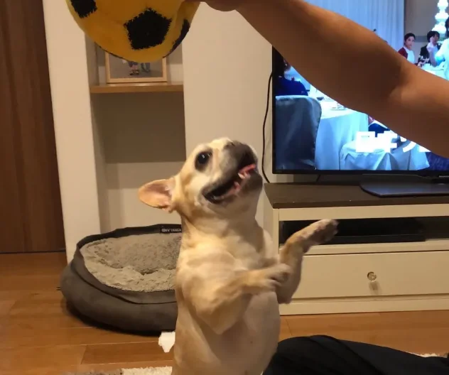 【今日のわんこ】マツコ、ボール遊びに大興奮！