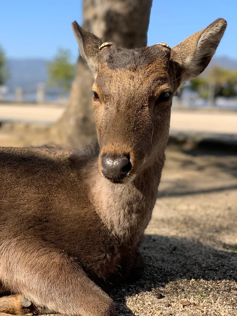 【広島】出身地紹介☀︎の画像_7