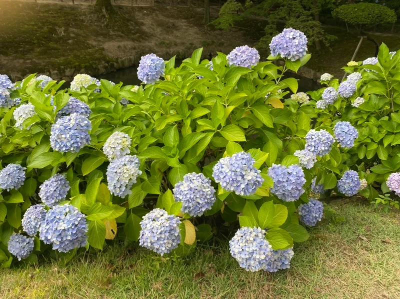 【人生で１度は行って！】日本三名園　後楽の画像_2