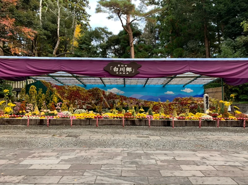 彌彦神社　菊まつり　弥彦神社