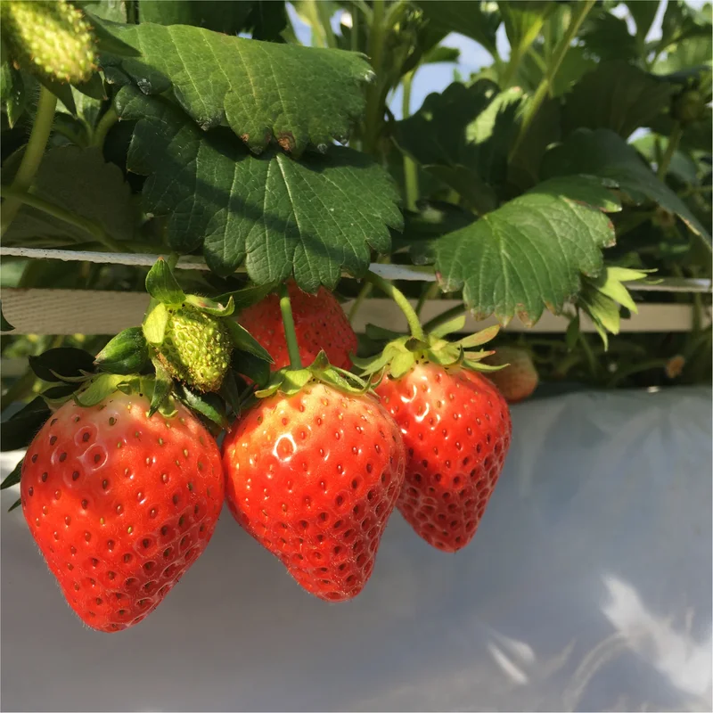 【いちご狩り】最大9種類のいちごが楽しめるスポット♡宇都宮餃子情報も♪