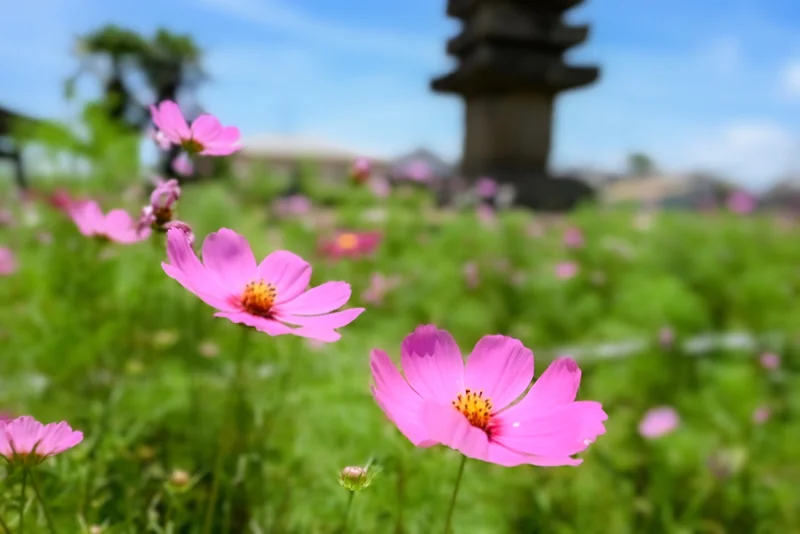 《奈良めぐり》奈良・般若寺　あじさいカメの画像_2