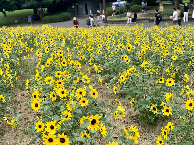 《ひまわりが今満開❤️》【立川•国営昭和の画像_1